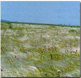 Image "Grass Ecosystems in the Steppe Zone"